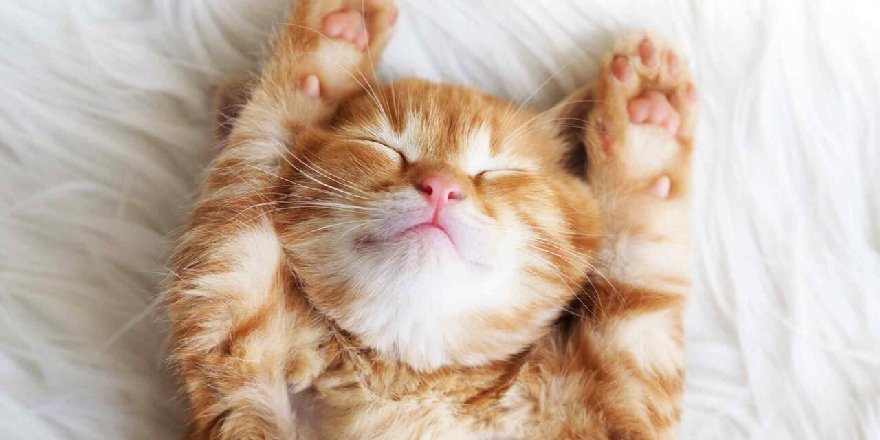 Cat Health – Keeping Them Purr-fect