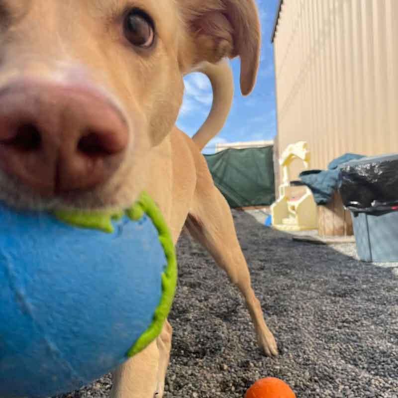 https://barkinglotdaycare.com/wp-content/uploads/2023/04/ANCHORAGES-DOGGY-DAYCARE-1.jpg