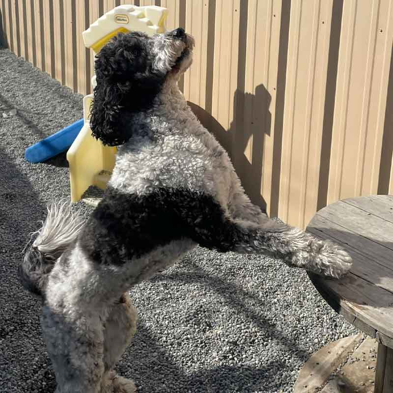 https://barkinglotdaycare.com/wp-content/uploads/2023/04/ANCHORAGES-DOGGY-DAYCARE-2.jpg