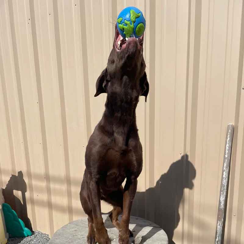 https://barkinglotdaycare.com/wp-content/uploads/2023/04/ANCHORAGES-DOGGY-DAYCARE-3.jpg