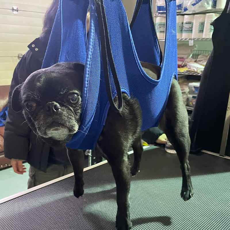 https://barkinglotdaycare.com/wp-content/uploads/2023/04/ANCHORAGES-DOGGY-DAYCARE-5.jpg