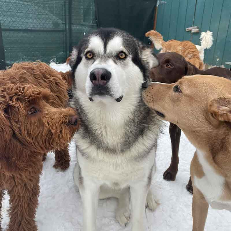 https://barkinglotdaycare.com/wp-content/uploads/2023/04/ANCHORAGES-DOGGY-DAYCARE-6.jpg