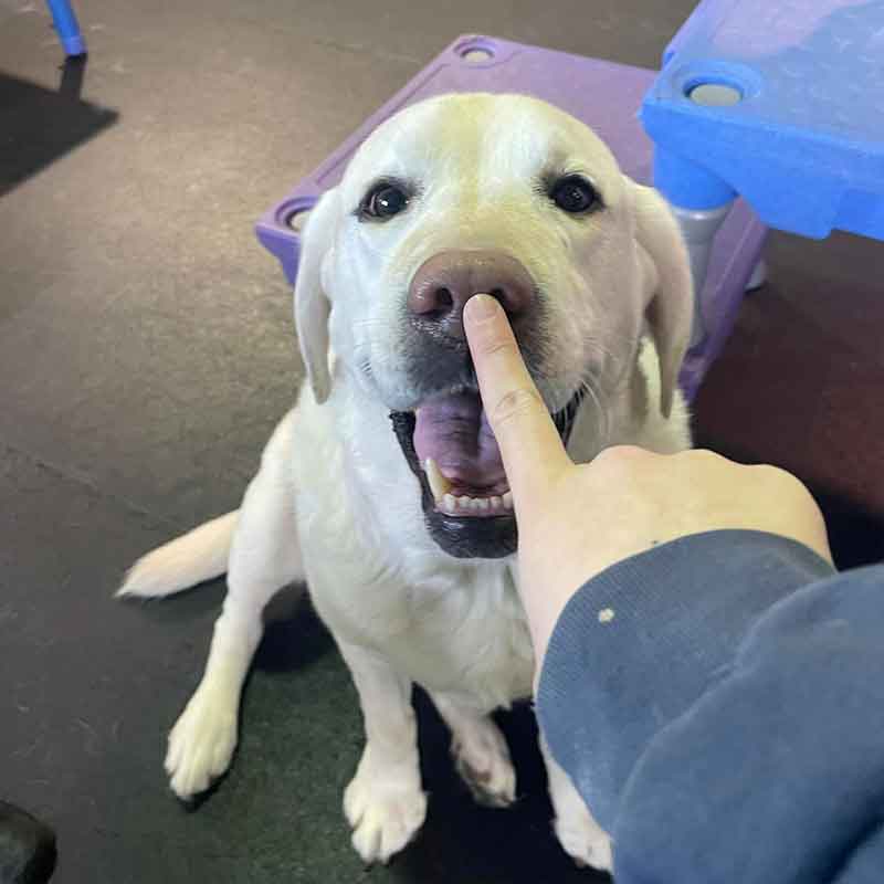 https://barkinglotdaycare.com/wp-content/uploads/2023/04/ANCHORAGES-DOGGY-DAYCARE-7.jpg