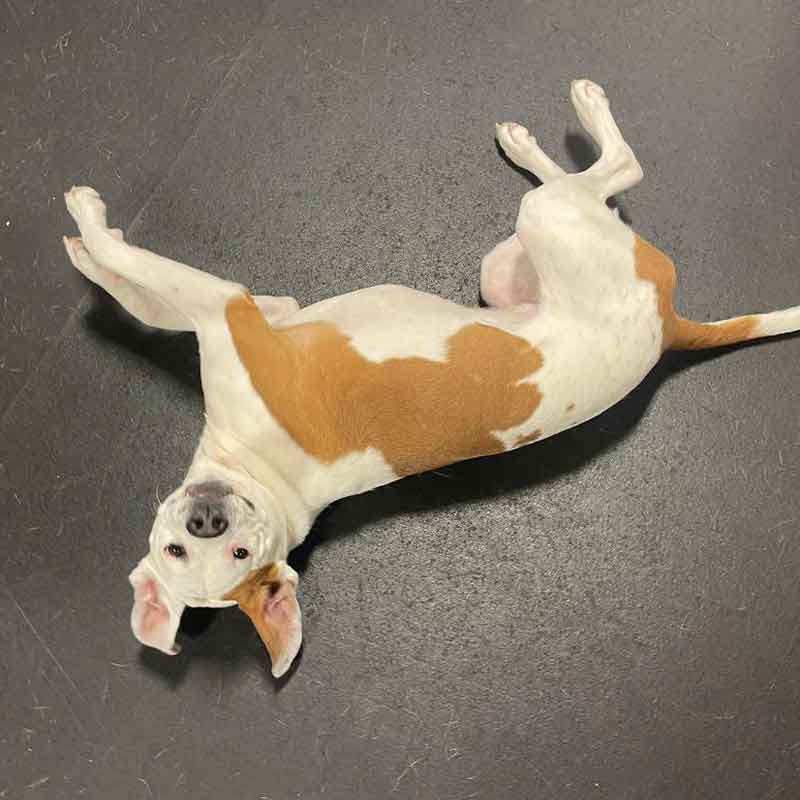 https://barkinglotdaycare.com/wp-content/uploads/2023/04/ANCHORAGES-DOGGY-DAYCARE-8.jpg