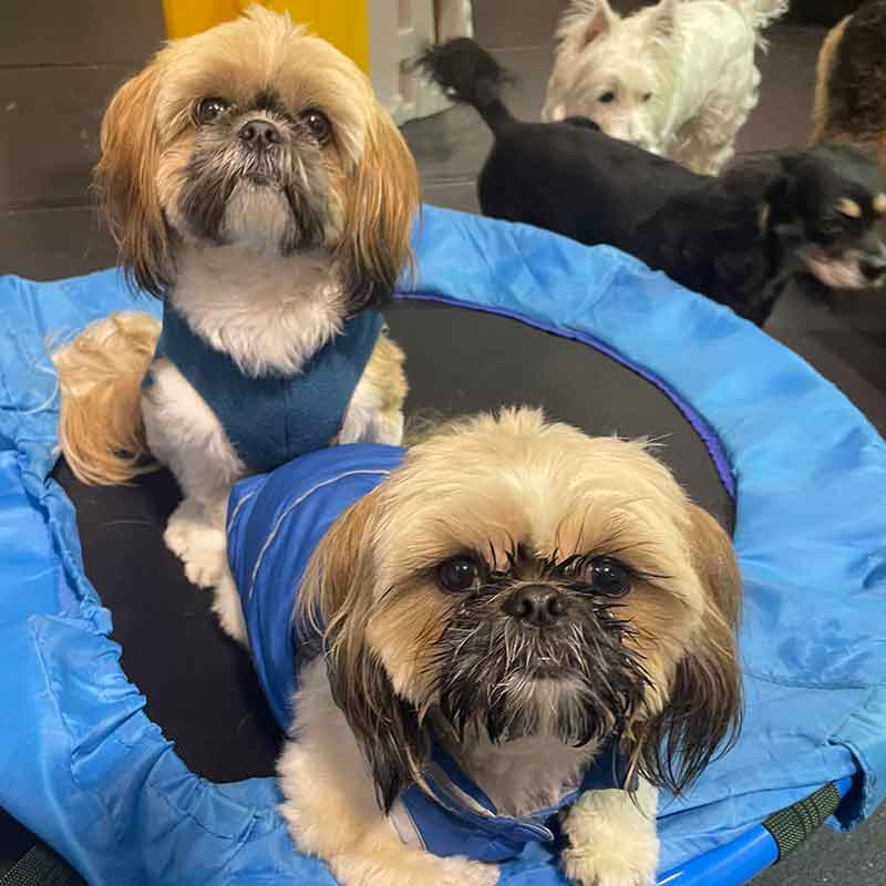 https://barkinglotdaycare.com/wp-content/uploads/2023/04/ANCHORAGES-DOGGY-DAYCARE-9.jpg
