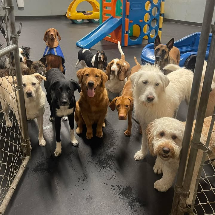 Barking Lot Doggie Daycare LLC