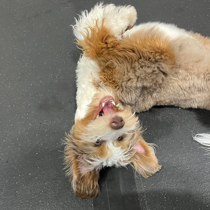 Barking Lot Doggie Daycare LLC