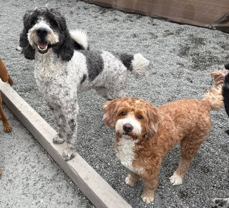 Barking Lot Doggie Daycare LLC
