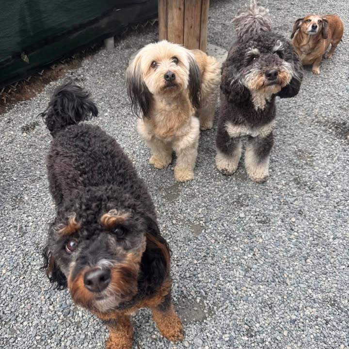 Barking Lot Doggie Daycare LLC